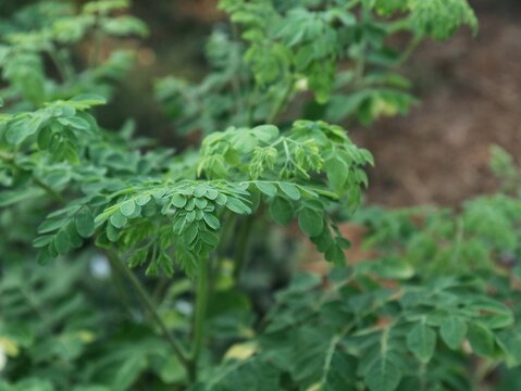 Close-up of fresh green moringa leaves (Moringa oleifera) growing on a branch in nature, widely known as a nutrient-rich superfood and traditional medicinal herb