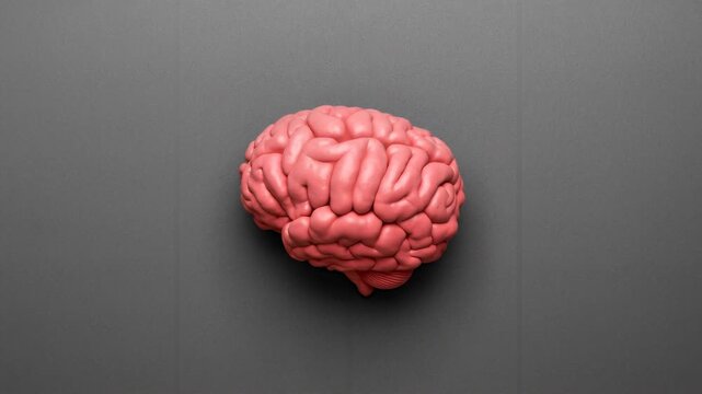 Pink human brain model displayed on a gray background, showcasing detailed texture and structure in a series of three sequential frames highlighting its features