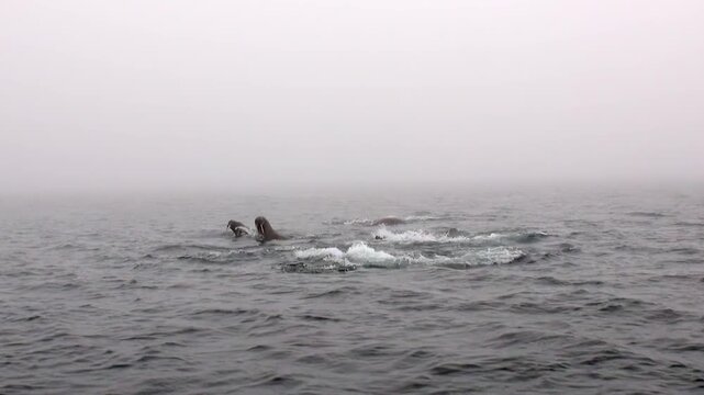 Atlantic walruses powerfully move through open waters of Spitsbergen. These impressive arctic creatures surface and splash, their robust bodies at home misty, cold ocean expanse during their journey.