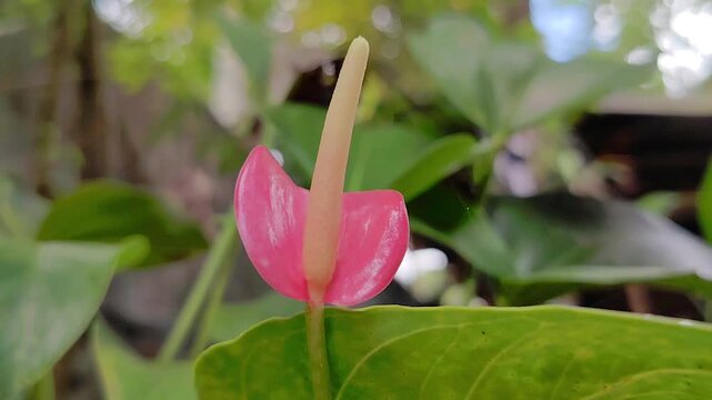 Pink anthurium flower closeup view 
