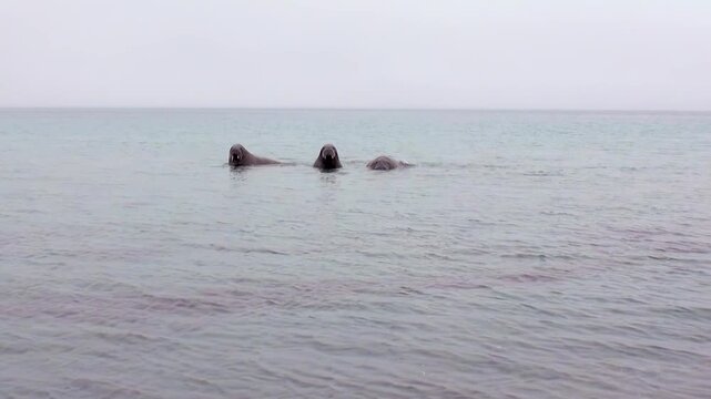 A group of Atlantic walruses surfaces and swims in the cold waters off Spitsbergen. Their massive forms drift gracefully, occasionally lifting their heads high to survey the vast northern sea.