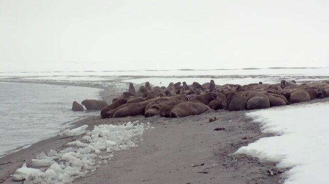 A majestic group of Atlantic walruses, Odobenus rosmarus, haul out on the stark, icy coast of Spitsbergen.