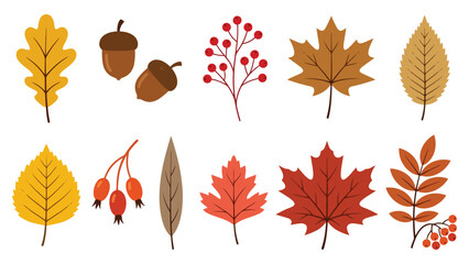 Set of colorful autumn leaves berries and acorns icons for fall season design elements isolated vector illustration © azad