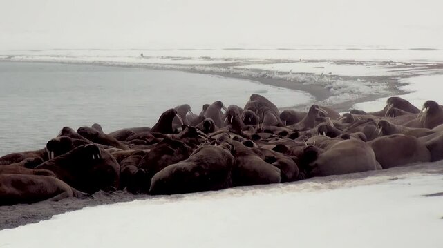 Vast congregation of Atlantic walruses finds tranquil repose upon snow-laden coast of Spitsbergen. These mighty Arctic creatures offer stunning tableau of wild life nestled in frozen embrace.