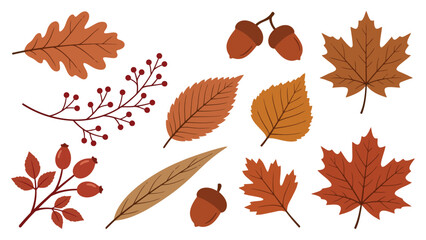 Set of colorful autumn leaves berries and acorns for fall season design © azad