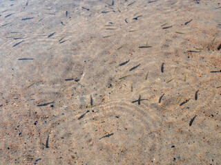Fototapeta premium School of Small Fish Fry Swimming in Shallow Sandy Beach