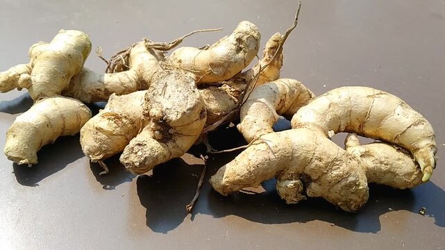 Close up of organic Curcuma zedoaria root crop on brown backdrop