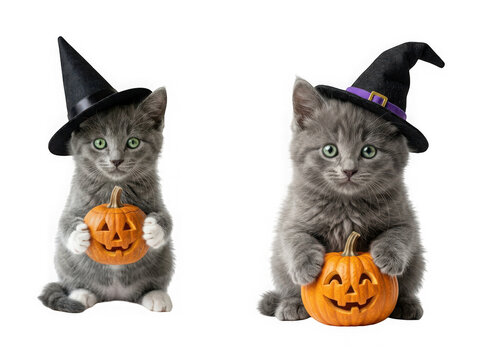 Cute grey kitten wearing a witch hat and holding a jackolantern isolated on transparent background