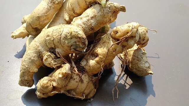 Fresh harvested Curcuma zedoaria rhizomes on a rustic brown background