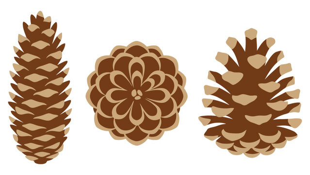 Three different brown pine cones in various shapes and positions for forest nature themes and seasonal winter decor projects