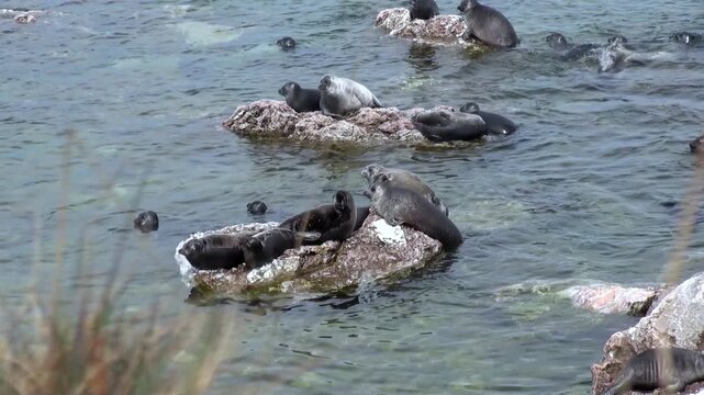 Experience a calm summer day on Lake Baikal. Baikal seals, also known as Pusa sibirica, relax on rocks surrounded by the clear water of their natural habitat.