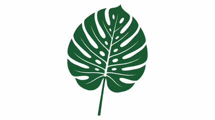 Monstera Deliciosa Leaf Illustration Green Tropical Plant. © ArtNote