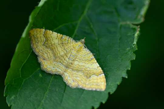 yellow shell (camptogramma bilineata) beloning to Geometridae, moths