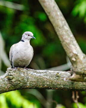 Eurasian Collared-Dove is a pale-gray dove with a distinctive black neck collar. Common in urban and rural landscapes, it feeds on seeds and grains while giving soft, rhythmic cooing calls.