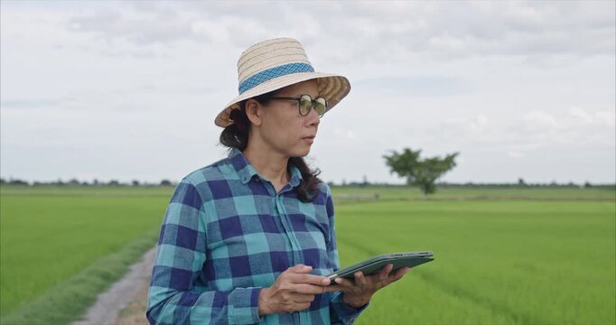 Middle Aged Asian Woman Using Laptop in Rice Field,  Female Farmer Checking Crop Quality in Agricultural Farm at Sunset, Smart Farming Concept