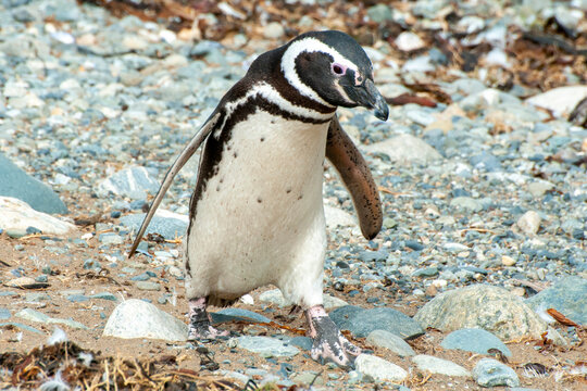 Penguin on Magdalena Island - Chile