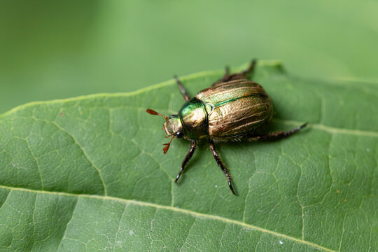 mimela junii is a foliage beetle of shining leaf chafer