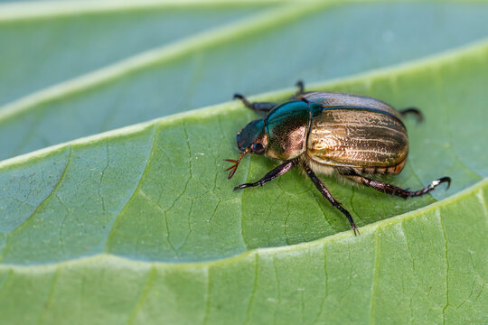 mimela junii is a foliage beetle of shining leaf chafer
