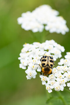 french flower chafer (trichius gallicus) feeding on blossoms of white Co tall yarrow (Achilea)