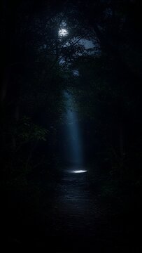 夜の森