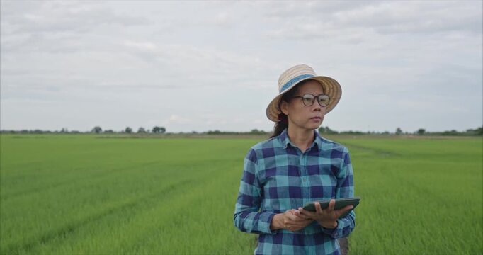 Asian Mature Female Farmer  walking Checking Crop Quality in Agricultural Farm at Sunset, using laptop, Smart Farming Concept, Tracking shot
