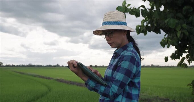 Asian Woman Using Laptop in Rice Field, Female Farmer Checking Crop Quality in Agricultural Farm at Sunset, Smart Farming Concept