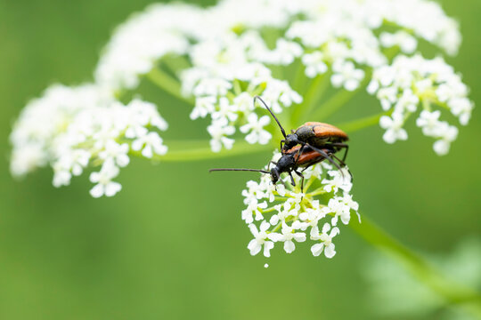 copulating stenurella melanura, belonging to long-horned beetles, longicorn beetle