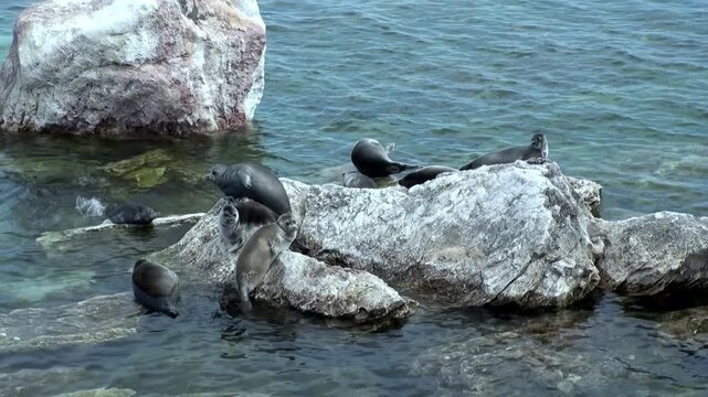 A group of Baikal seals, also known as Pusa sibirica, are resting on the rocky shores of Lake Baikal on a clear morning. Seals swim in the lake's cool, clear waters.