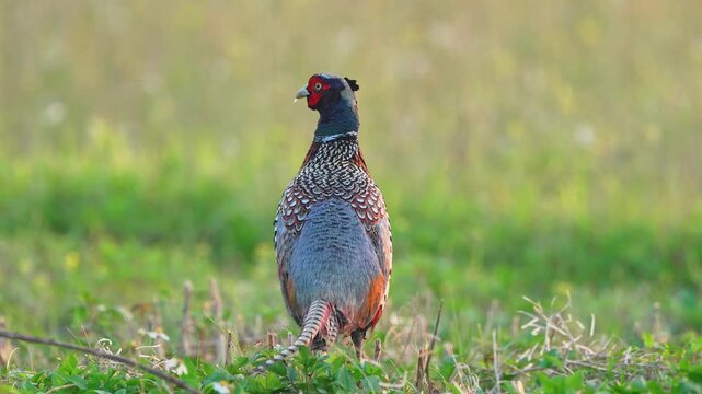 Ring-necked Pheasant male in the grass with ambient sound of birds and pheasant call.