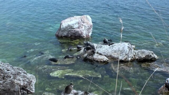 On a sunny day, several Baikal seals relax on the rocky shores of Lake Baikal. Some swim in the clear water, while others bask in the sun. A beautiful, tranquil day for these unique creatures.