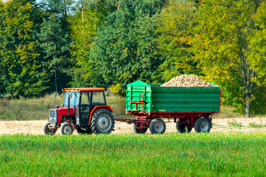 Potato Harvest in the Field