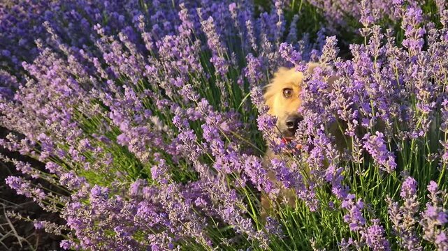 A happy golden puppy joyfully wags its fluffy tail while exploring a vibrant purple lavender field. Playful, half-hidden dog sniffs through the fragrant rows of blooming lavandula flowers