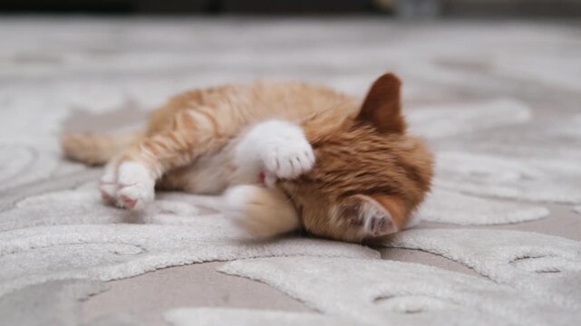 Red maine coon cat playing with mouse toy at the floor indoors.