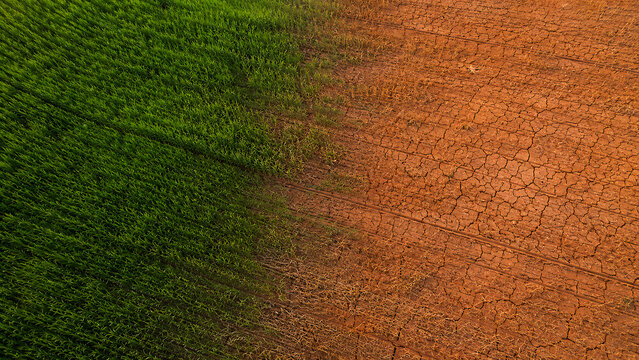Agricultural field divided by the impacts of El Ni&ntilde;o and climate change. Aerial view showing the sharp contrast between healthy green crops and drought-stricken barren earth.