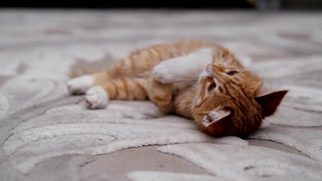 Red maine coon cat playing with mouse toy at the floor indoors.