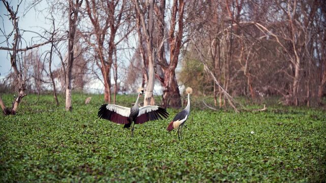 African Grey Crowned Cranes engage in a breathtaking courtship dance. Two elegant birds spread their wings in a vibrant display on the lush green ground of Lake Nakuru, Kenya, Africa.