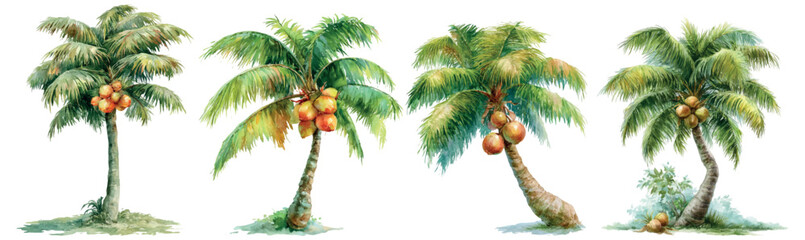 Tropical coconut palm trees growing with green fronds and ripe fruits, drawing in watercolor style, isolated for summer nature and exotic travel themes © Mari