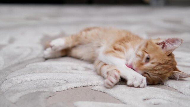Red maine coon cat playing with mouse toy at the floor indoors.