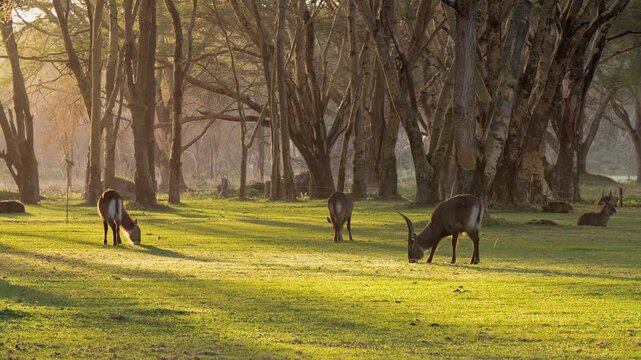 Graceful waterbucks forage quietly on lush green plains bathed in the soft golden light of an early morning in Lake Nakuru, Kenya. Majestic trees frame this serene African wilderness.