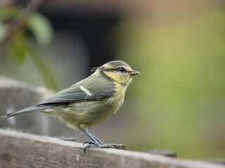 Juvenile blue tit (Cyanistes caeruleus) on garden fence, London, England. Recently fledged, yellow-green plumage, summer garden bird. © Paul Bean
