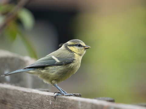 Juvenile blue tit (Cyanistes caeruleus) on garden fence, London, England. Recently fledged, yellow-green plumage, summer garden bird.