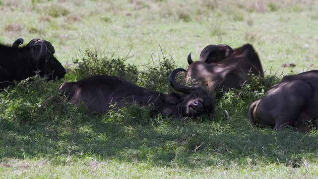 African buffaloes recline peacefully amidst the verdant grasslands of Lake Nakuru National Park, Kenya. These magnificent wild animals find serene repose, basking in the tranquil daytime sun.