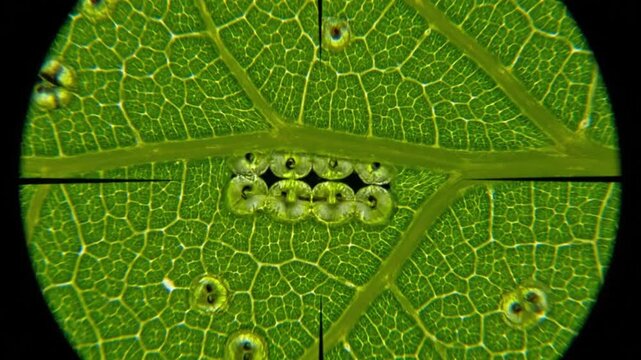 Microscopic view of a green leaf with insect eggs