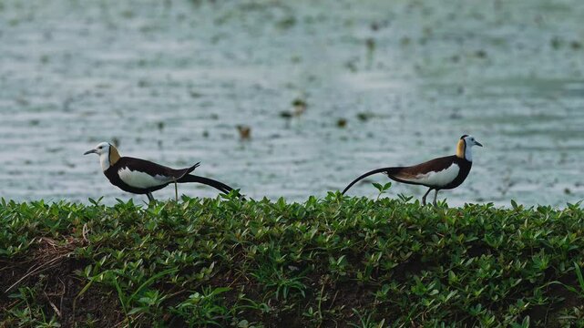 Two Pheasant tailed jacana in Taiwan wetlands