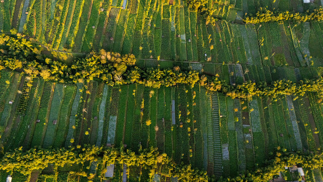 Aerial view of lush green agricultural fields and terraced farming plots separated by rows of trees under warm golden hour light in Indonesia.
