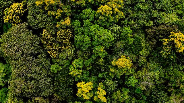 Top Down Drone View of Dense Tropical Rainforest Canopy in Ecuador with Yellow Flowering Trees, Mixed Green Crowns and Amazon Biodiversity