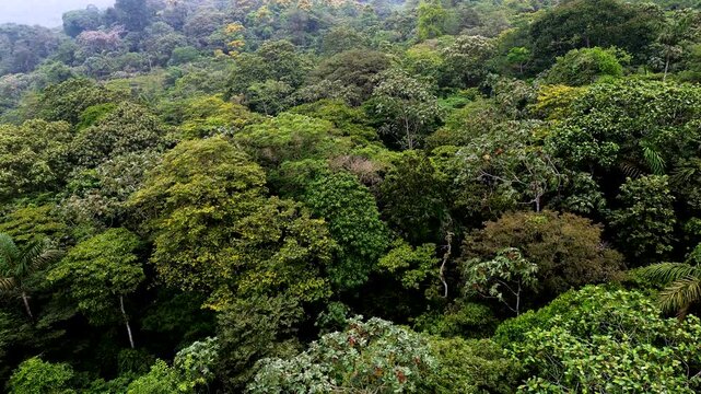 Aerial View of Lush Tropical Rainforest Canopy in Ecuador with Diverse Green Trees, Palms and Remote Amazon Biodiversity Nature Background