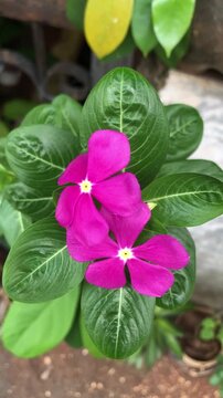 Vibrant magenta periwinkle flowers blooming in a lush green garden setting.