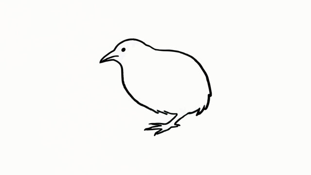 Minimalist Line Art Illustration of Cute Kiwi Bird