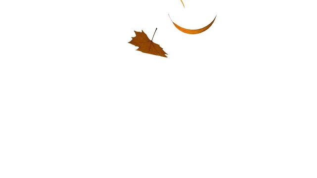 autumn leaves falling on white background | Autumn leaves falling garden ornamental leaves, maple leaf. Gentle fall of autumn leaves | Autumn maple leaves fall in the background. 
